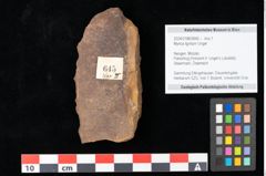Foto (Objekt + Etikett) von Myrica lignitum Unger (NHMW-GEO-2024-0188-0645)